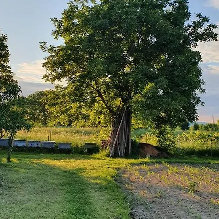 La Mosu-n Retezat Nucsoara (Hunedoara)